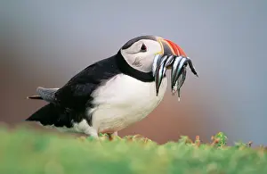 Artica: Puffin - sandeels in beak