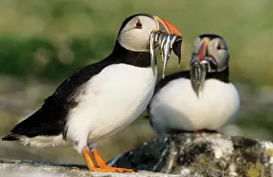 Sandeels: PUFFIN - two with sandeels in beak