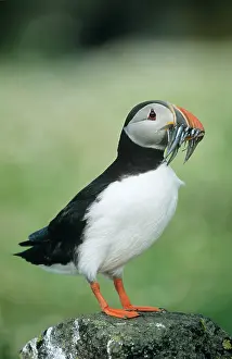 Sandeels: PUFFIN - with sandeels in beak