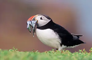 Sandeels: Puffin - with Sandeels in beak