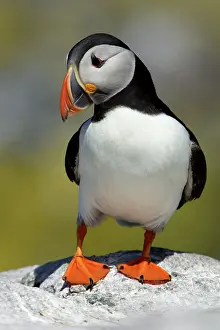 Fratecula: Puffin - single bird on rock
