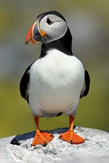 Fratecula: Puffin - single bird on rock