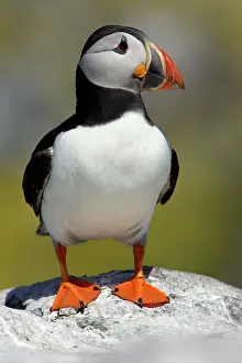 Fratecula: Puffin - single bird on rock