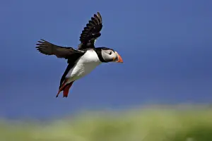 Fratecula: Puffin - single in flight