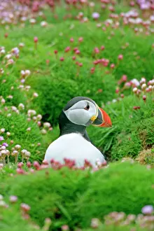 Armeria: Puffin - sitting amidst blooming Sea Pink Thift