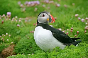 Armeria: Puffin - sitting amidst blooming Sea Pink Thrift