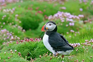 Armeria: Puffin - sitting amidst blooming Sea Pink Thrift