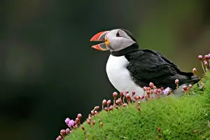 Armeria: Puffin - sitting amidst blooming Sea Pink Thrift