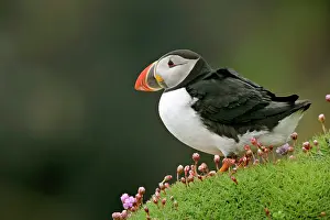 Armeria: Puffin - sitting amidst blooming Sea Pink Thrift
