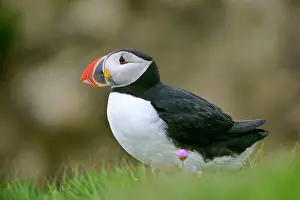 Unst: Puffin - sitting on cliff top