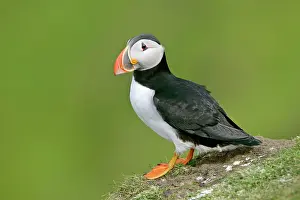 Unst: Puffin - sitting on cliff edge