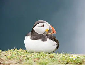 Puffins: Puffin - sitting on grass ledge