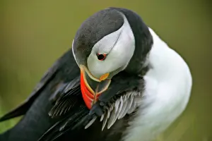 Overhanging: Puffin - sitting on overhanging cliff arranging