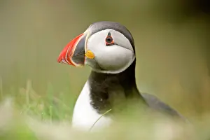 Overhanging: Puffin - sitting on overhanging cliff looking into camera