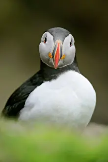 Overhanging: Puffin - sitting on overhanging cliff looking into camera