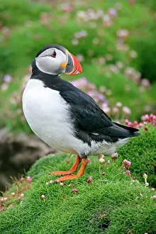 Armeria: Puffin - standing amidst blooming Sea Pink (Armeria