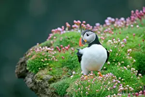 Armeria: Puffin - standing on overhanging cliff amidst blooming