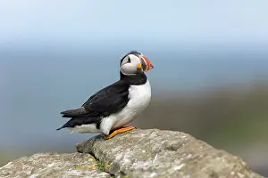Puffin: Puffin - UK