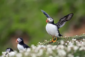 Campion: Puffin - Wing Stretching - UK