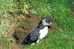 Fledge: Puffin - young about to fledge