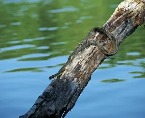 Centla: Puffing Snake