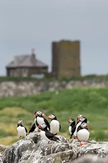 Puffins: Puffins