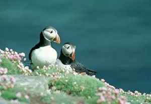 Artica: Puffins - On cliff edge