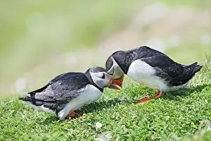Touching: Puffins - courtship