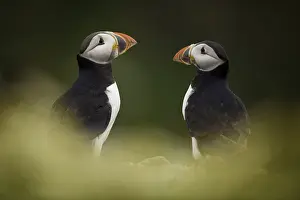 Puffins: Two Puffins (Fratercula arctica) off the coast of