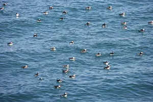 Puffins: Puffins - group at sea