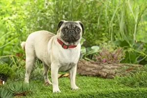 220222: Pug