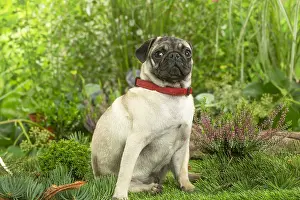 220222: Pug