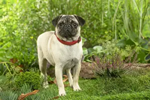220222: Pug