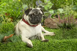 220222: Pug