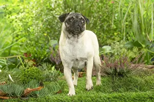 220222: Pug