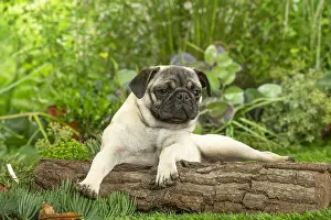 220222: Pug