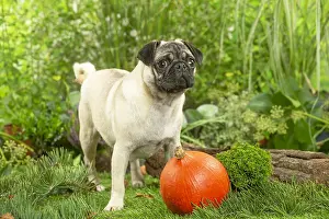 220222: Pug