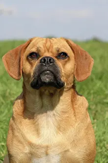 Mongrels: Pug-Beagle hybrid, male, 16 months old, portrait