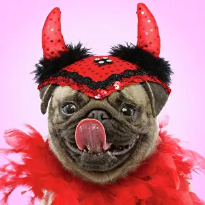 Fancy: Pug Dog -