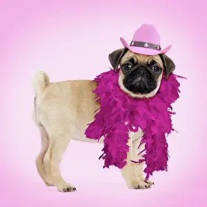 Boas: Pug Dog
