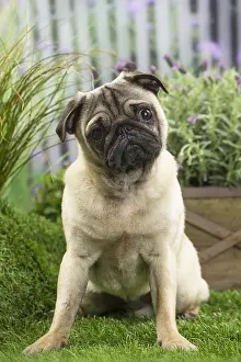 Cocked: Pug Dog