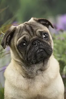Cocked: Pug Dog
