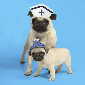 Uniform: Pug Dog adult with Nurse hat and puppy ( 8 weeks