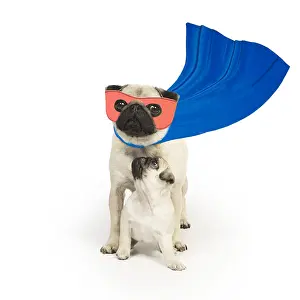 Mask: Pug Dog, adult wearing cape and mask, super hero