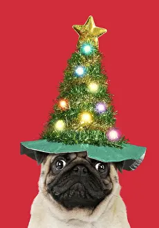 Shock: Pug dog, adult wearing Christmas tree hats. Digital