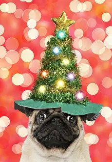 Shock: Pug dog, adult wearing Christmas tree hats. Digital