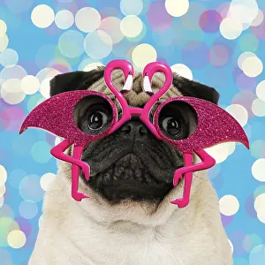 040718: Pug dog, adult wearing flamingo glasses. Digital