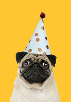 Shock: Pug dog, adult wearing party hat. Digital manipulation