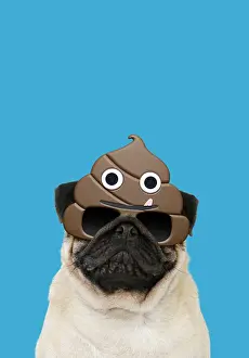 Shit: Pug Dog, adult wearing poo emoji sun-glasses