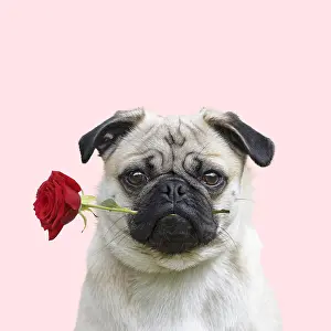 Newno1: Pug Dog carrying red rose in mouth